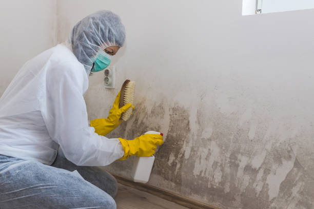 Best Asbestos and Lead Testing During Mold Inspection in Nappanee, IN